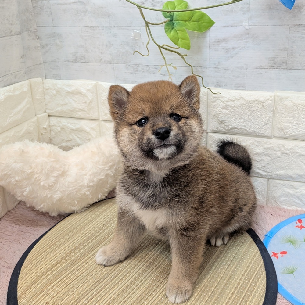 静岡県の柴犬(標準サイズ) (犬の家＆猫の里プレ葉ウォーク浜北店/2026年6月16日生まれ/男の子/赤)の子犬の1枚目の画像