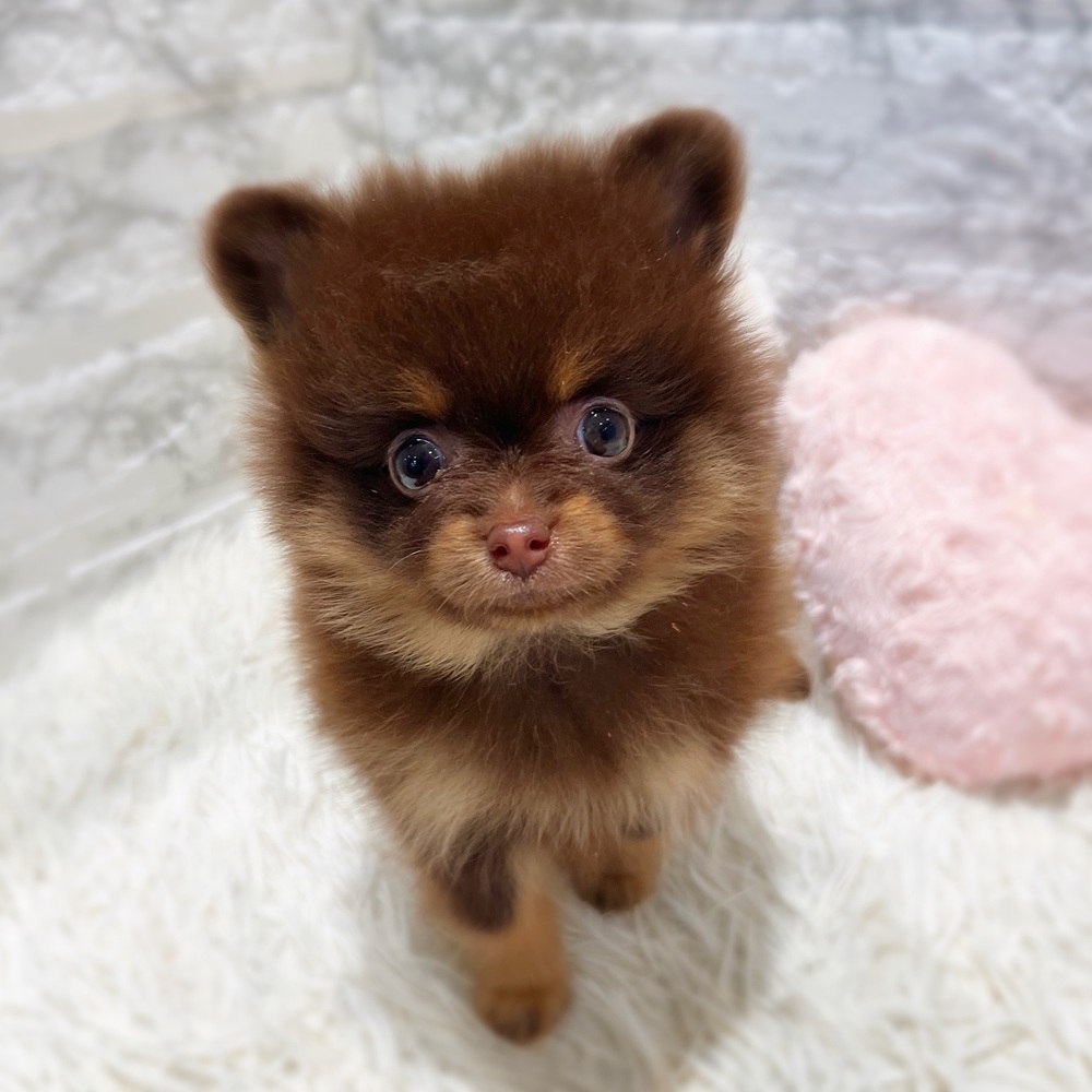 愛知県のポメラニアン (犬の家＆猫の里MiO香久山店/2026年6月16日生まれ/女の子/チョコレートタン)の子犬の1枚目の画像