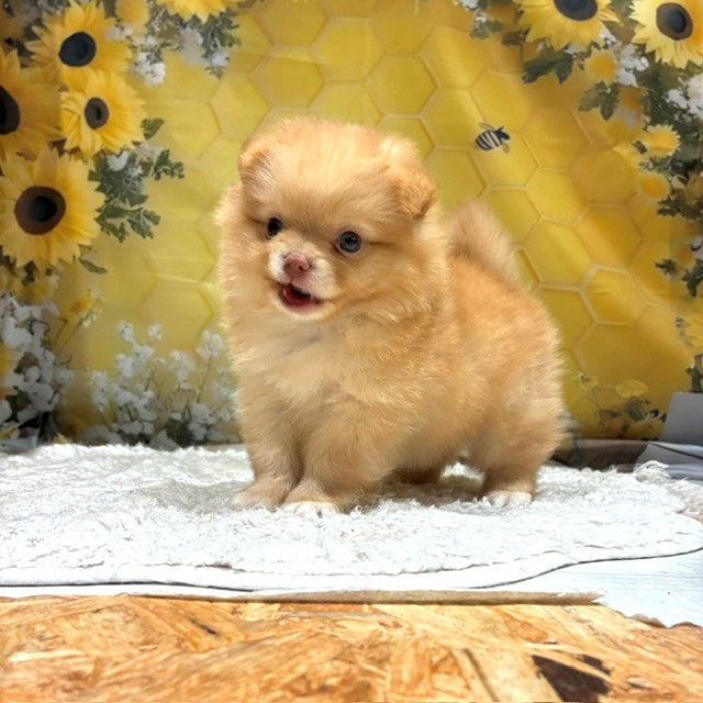 福岡県のポメチワ/チワポメ/ポメチー(ポメラニアン×チワワ) (犬の家＆猫の里トリアス久山店/2026年6月16日生まれ/男の子/クリーム)の子犬の1枚目の画像