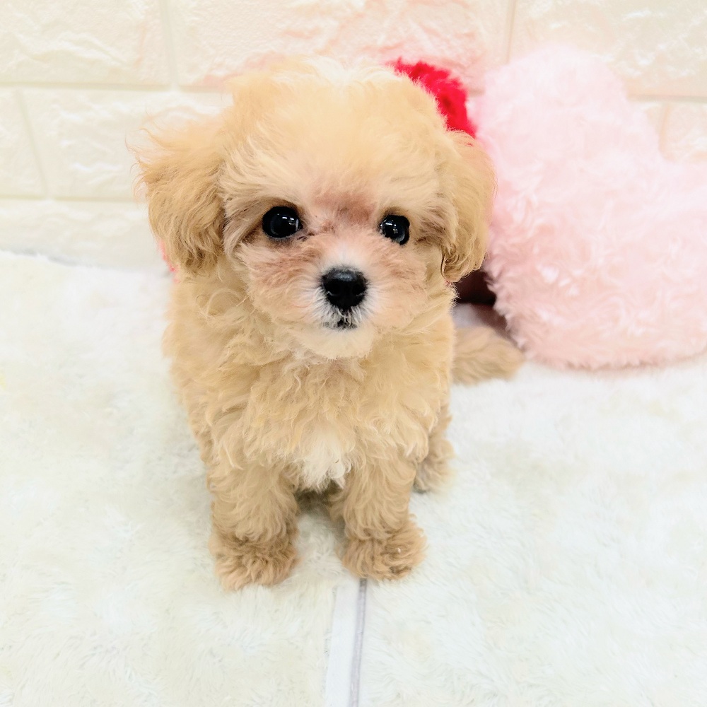 生体画像5