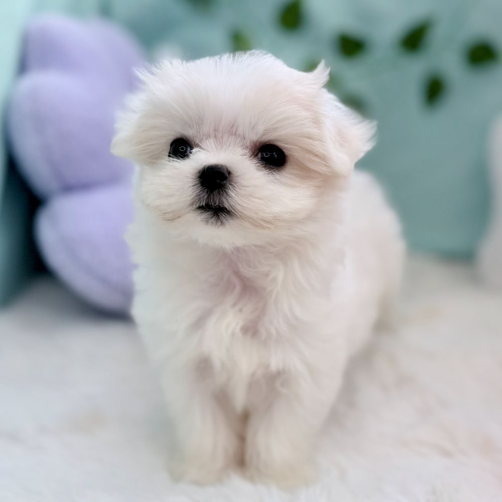 生体画像５