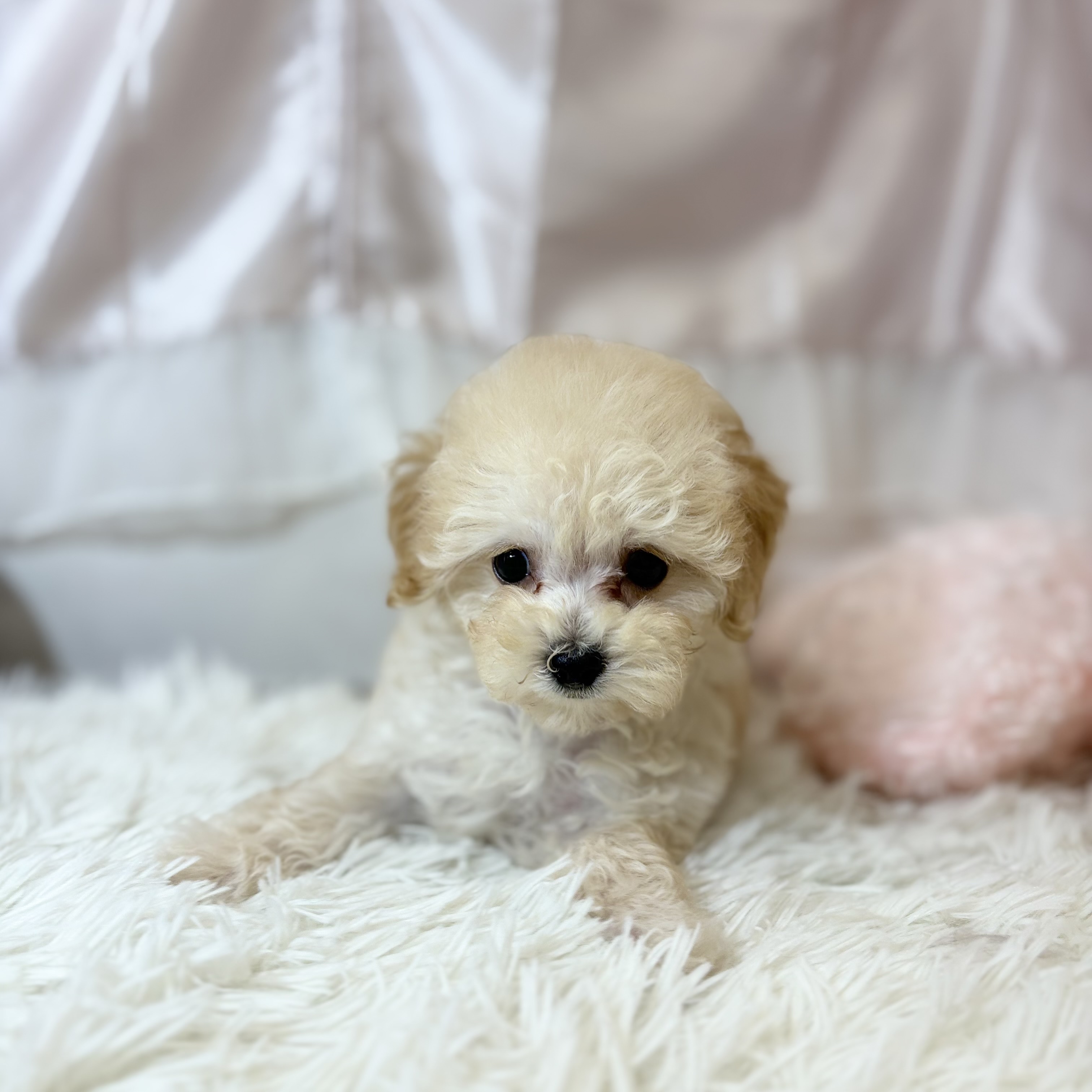 兵庫県のマルプー(マルチーズ×プードル) (犬の家＆猫の里カナート西神戸店/2026年6月20日生まれ/女の子/クリームホワイト)の子犬の1枚目の画像