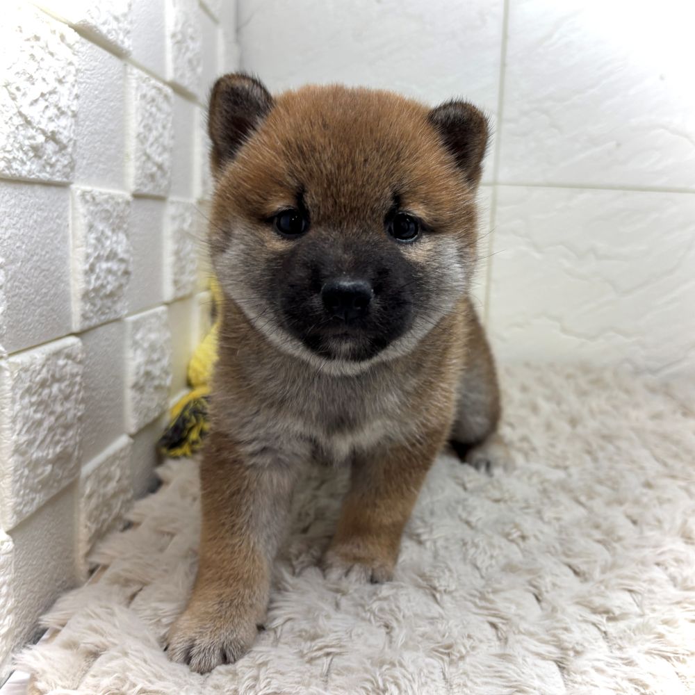 兵庫県の柴犬(標準サイズ) (犬の家＆猫の里ゆめタウン姫路店/2026年6月20日生まれ/女の子/赤)の子犬の1枚目の画像
