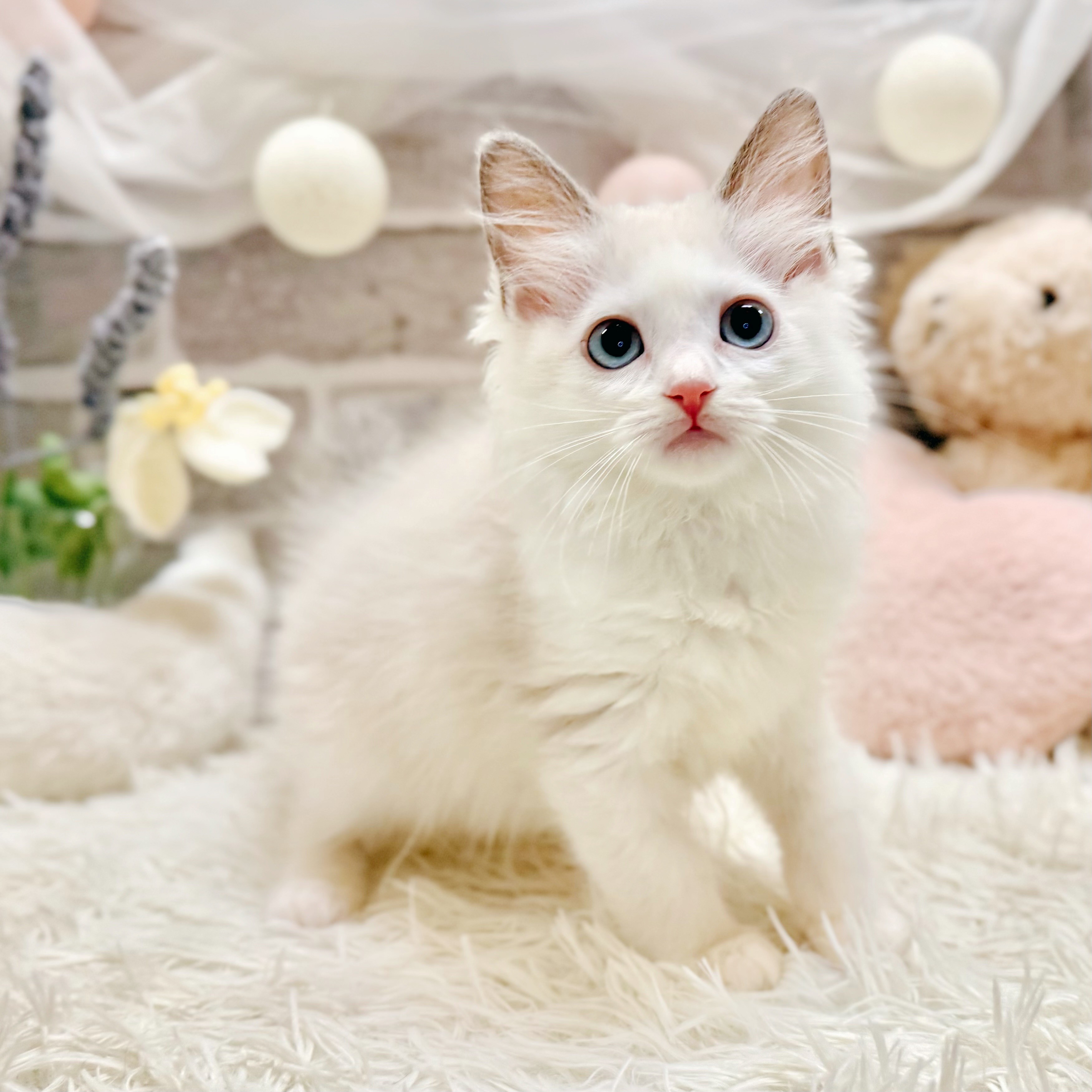 兵庫県のラグドール (犬の家＆猫の里神戸店/2026年6月18日生まれ/女の子/ブルーポイントバイカラー)の子猫の1枚目の画像