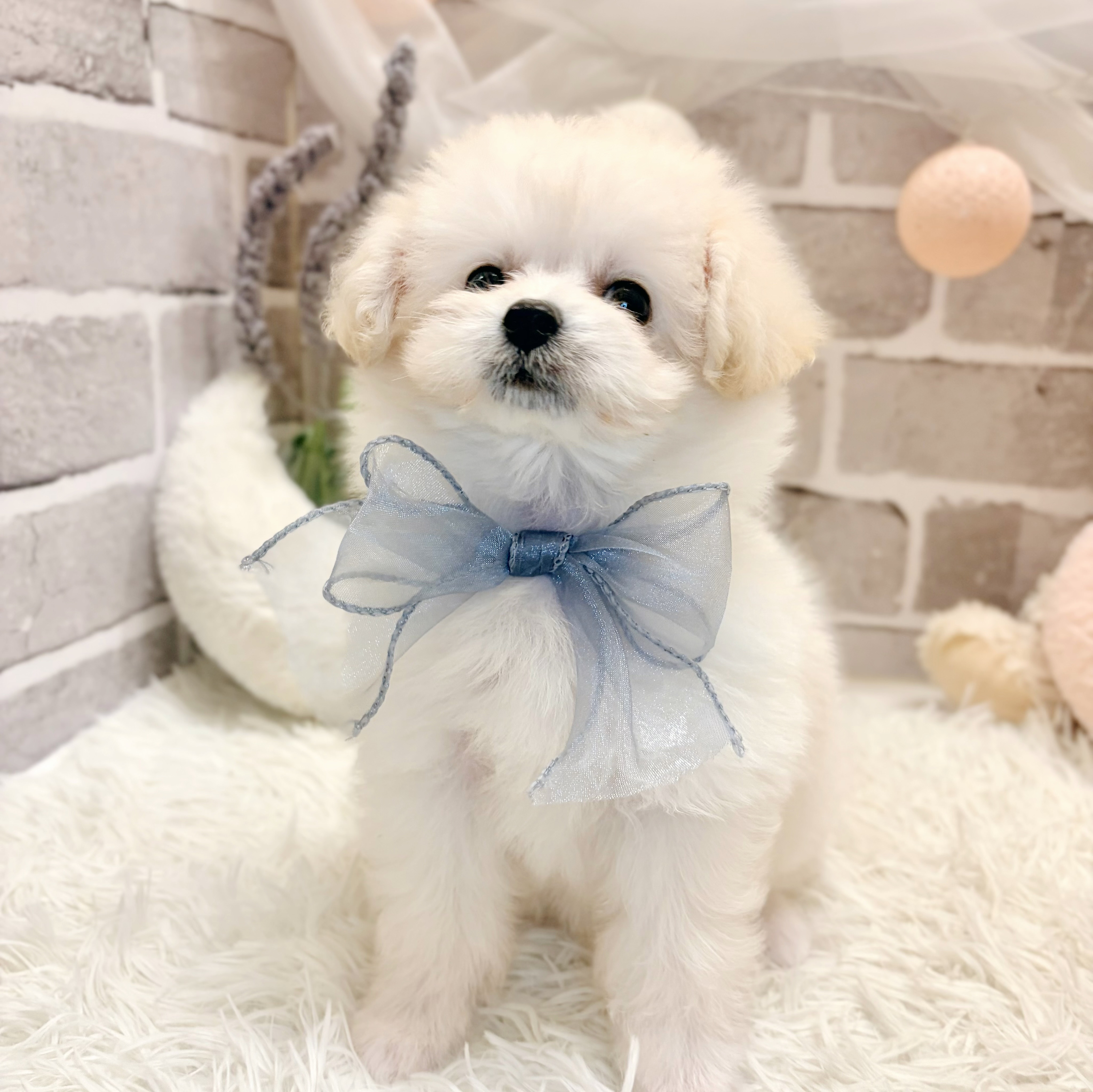 生体画像5