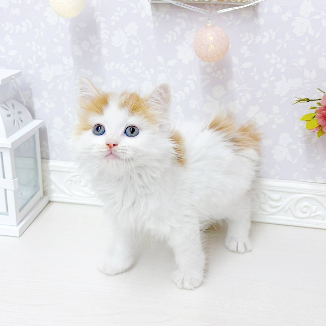 生体画像5