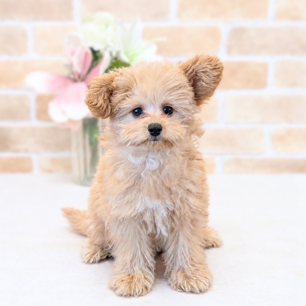 愛知県のポメプー(ポメラニアン×プードル) (犬の家＆猫の里安城店/2026年6月20日生まれ/女の子/クリーム)の子犬の1枚目の画像