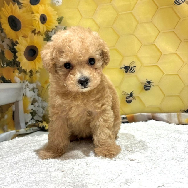 福岡県のトイプードル(トイ) (犬の家＆猫の里トリアス久山店/2026年6月23日生まれ/男の子/クリーム)の子犬の1枚目の画像