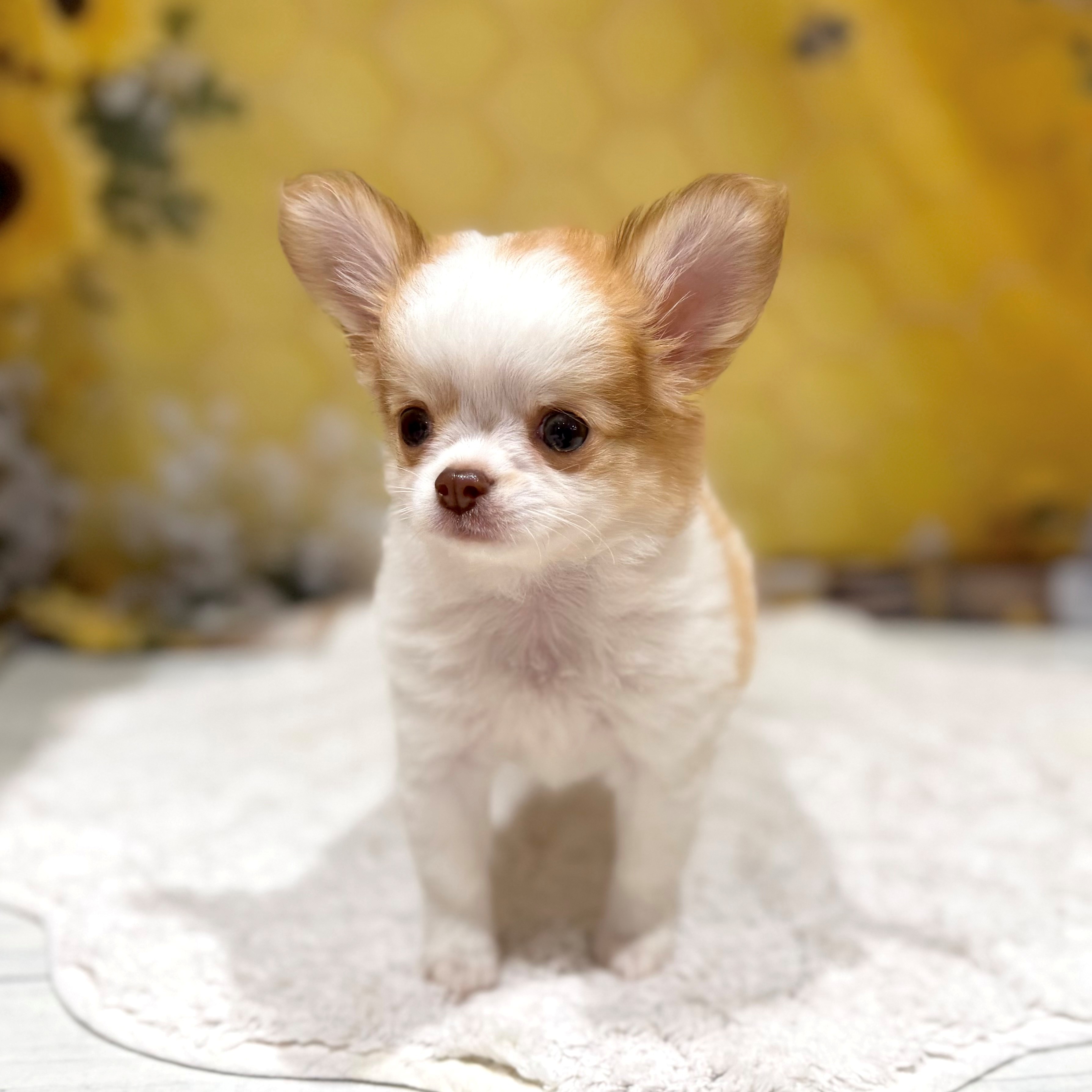 福岡県のチワワ(ロング) (犬の家＆猫の里トリアス久山店/2026年6月23日生まれ/女の子/ホワイト＆チョコレートフォーン)の子犬の1枚目の画像