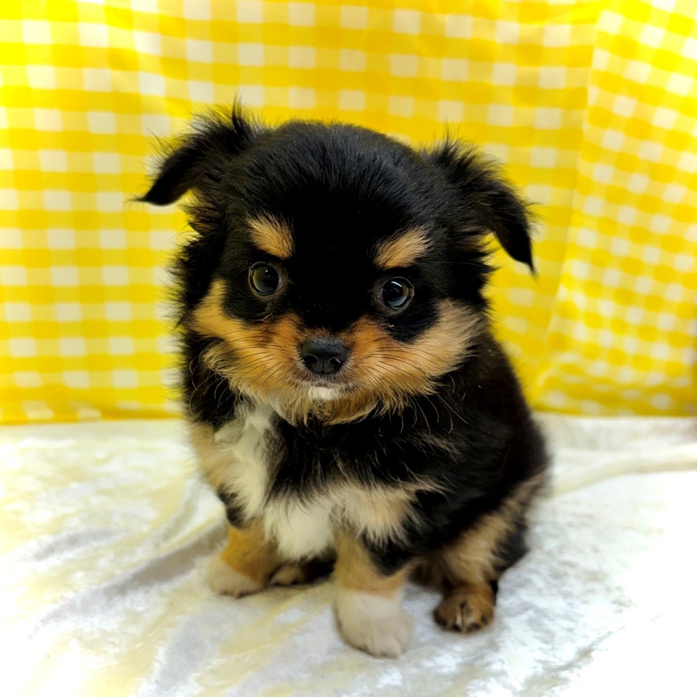 愛知県のチワワ(ロング) (犬の家＆猫の里名古屋天白店/2026年6月21日生まれ/女の子/ブラックタンホワイト)の子犬の1枚目の画像