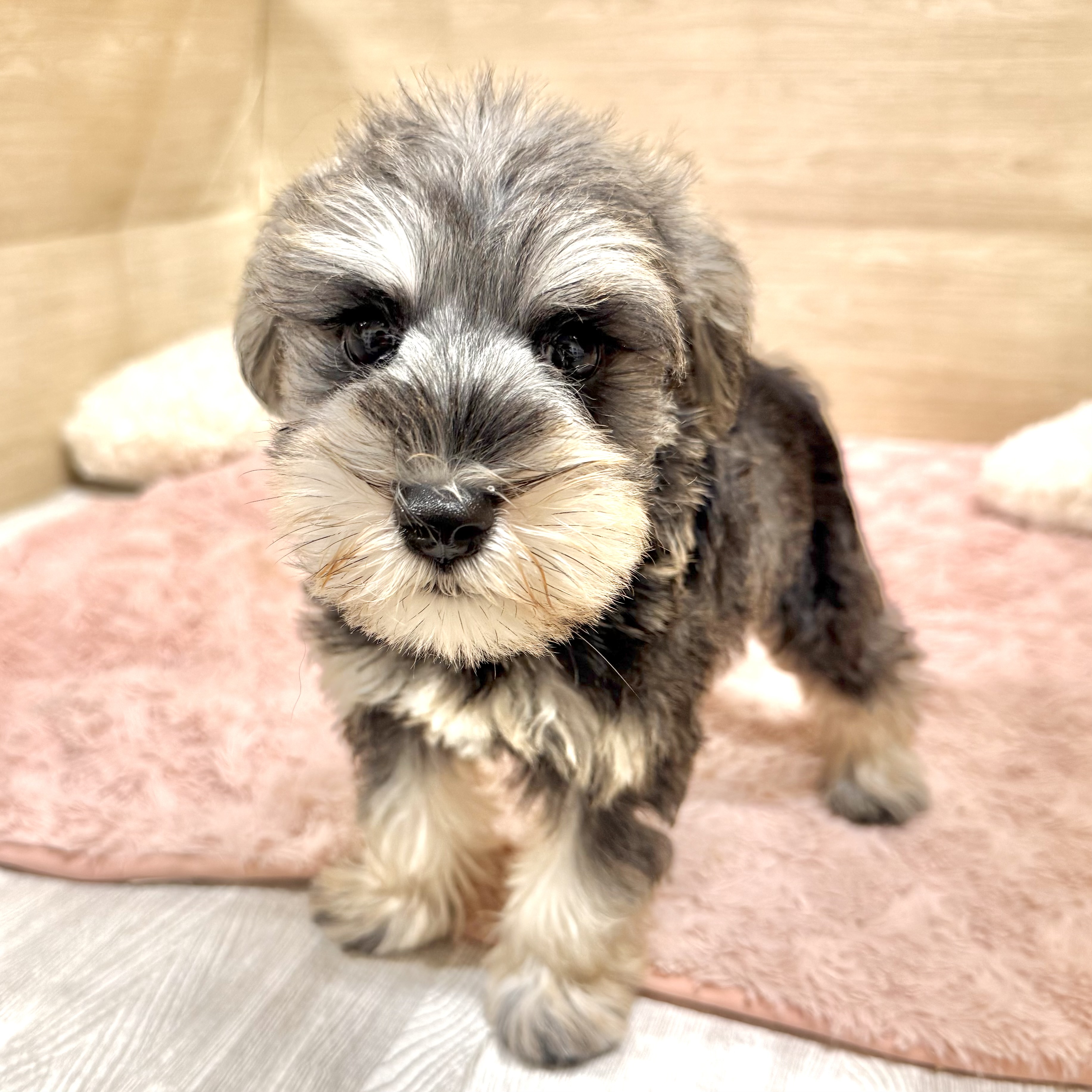 大阪府のミニチュアシュナウザー (犬の家＆猫の里そよら東岸和田店/2026年6月21日生まれ/女の子/ソルトペッパー)の子犬の1枚目の画像