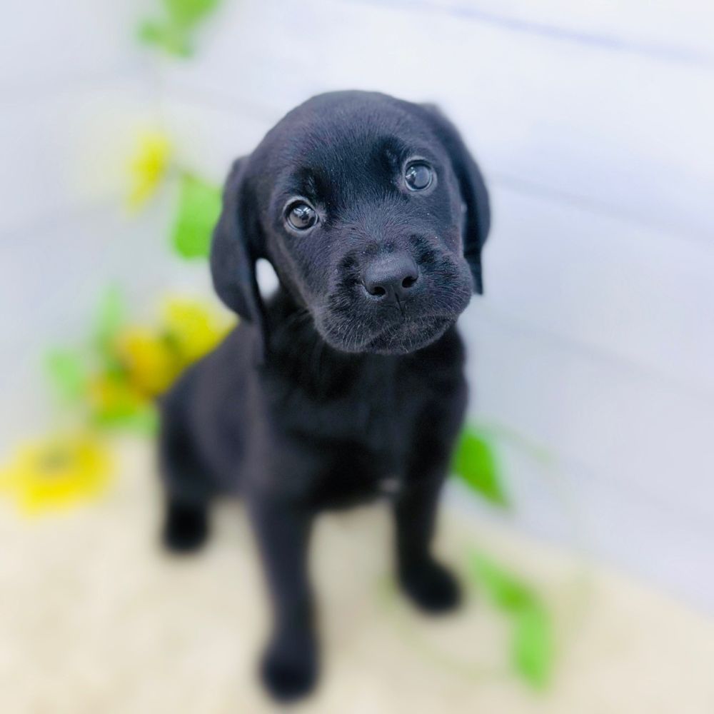 愛知県のハーフ犬・ミックス犬 (犬の家＆猫の里七宝店/2026年6月26日生まれ/女の子/ブラック)の子犬の1枚目の画像