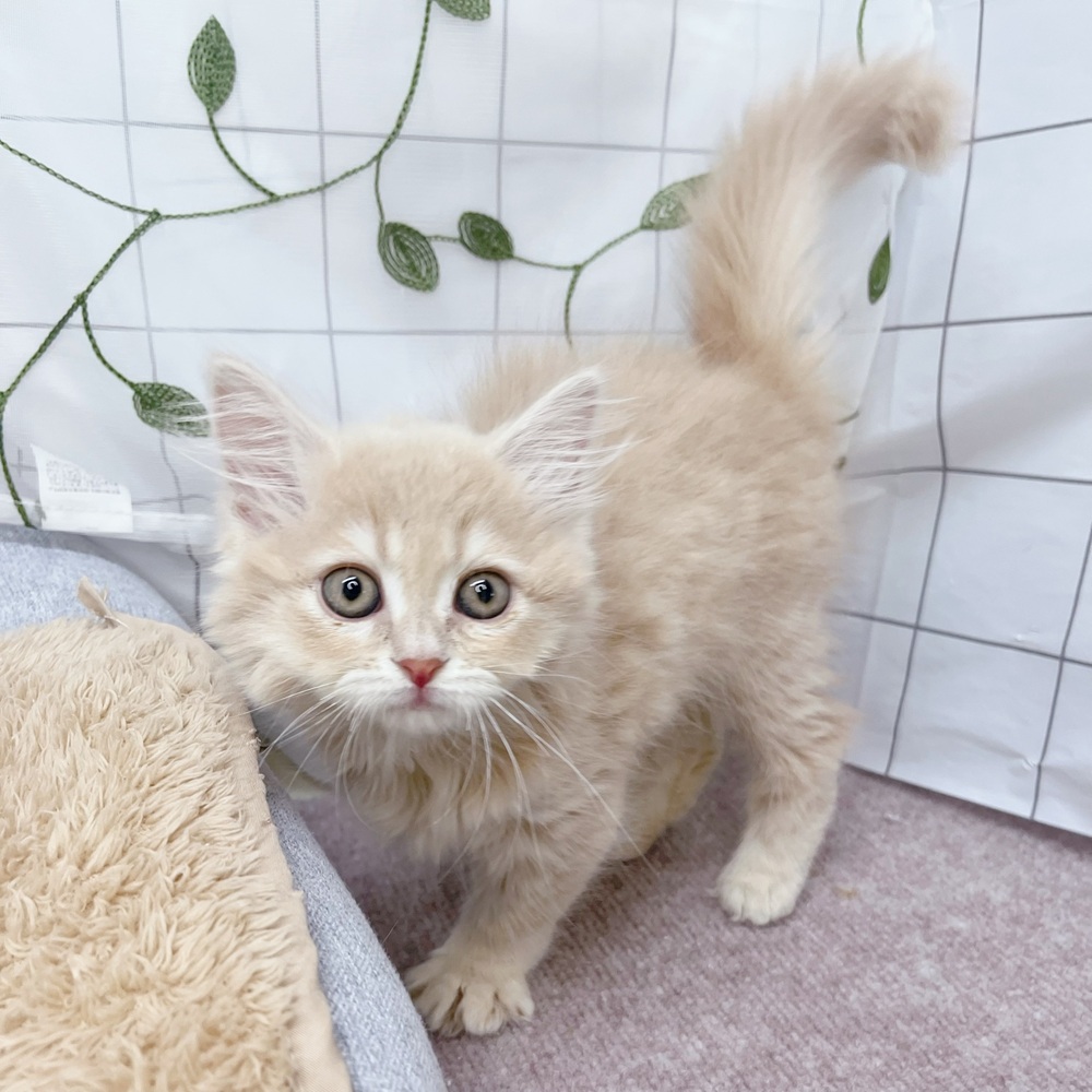 長野県のサイベリアン (犬の家＆猫の里塩尻店/2026年6月13日生まれ/女の子/クリームタビー)の子猫の1枚目の画像