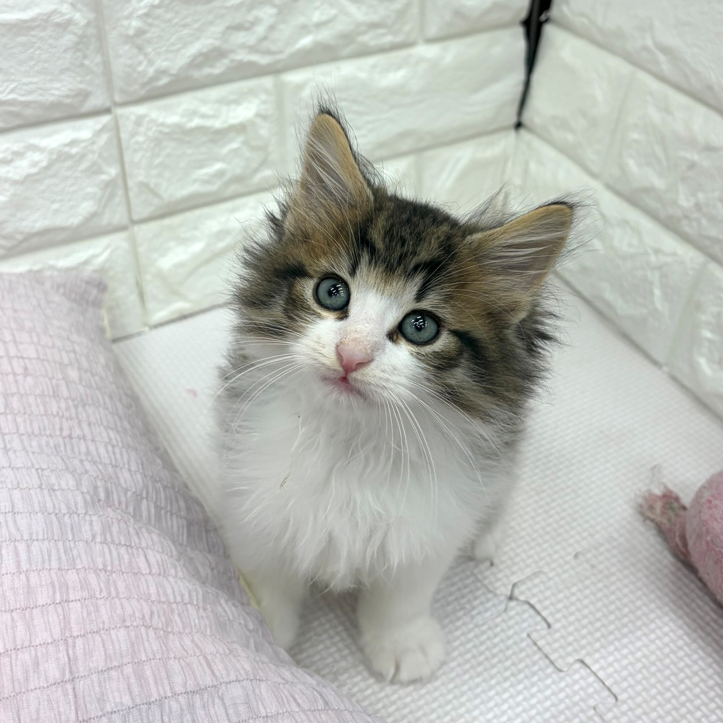 愛知県のノルウェージャンフォレストキャット (犬の家＆猫の里MEGAドン・キホーテ東海名和店/2026年6月27日生まれ/男の子/ブラウンタビーホワイト)の子猫の1枚目の画像