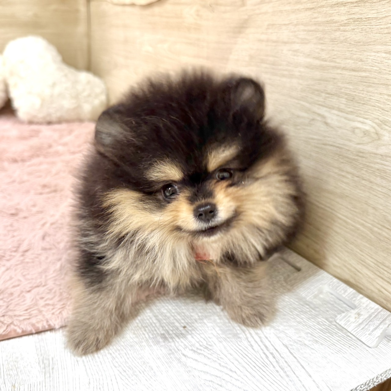 大阪府のポメラニアン (犬の家＆猫の里そよら東岸和田店/2026年6月26日生まれ/女の子/ブラックタン)の子犬の1枚目の画像