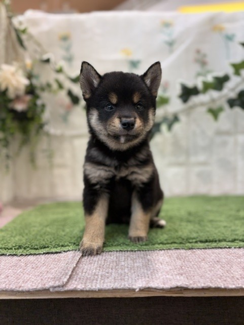 岡山県の豆柴の子犬|ペットミー
