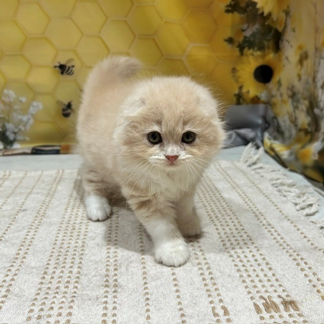 生体画像５