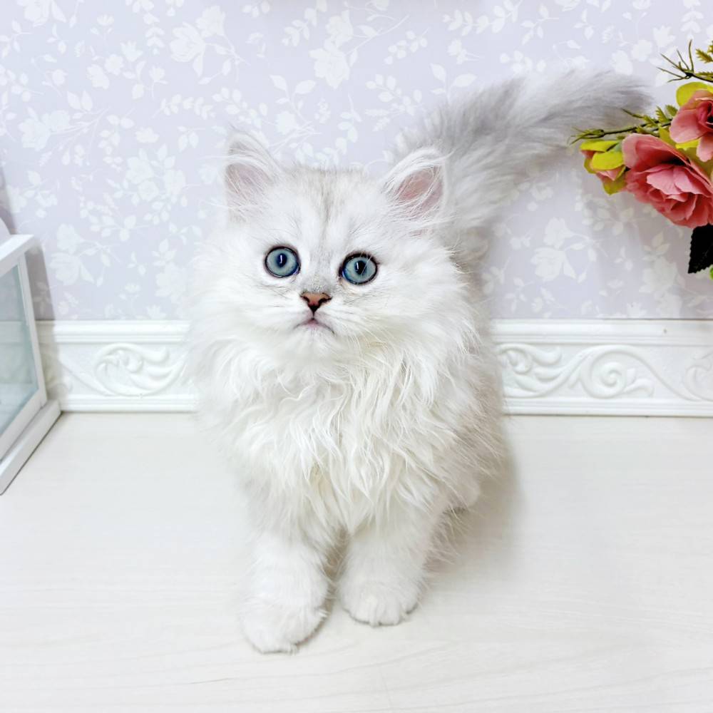 富山県のペルシャ (犬の家＆猫の里アミーゴ山室店/2026年6月27日生まれ/男の子/チンチラシルバー)の子猫の1枚目の画像