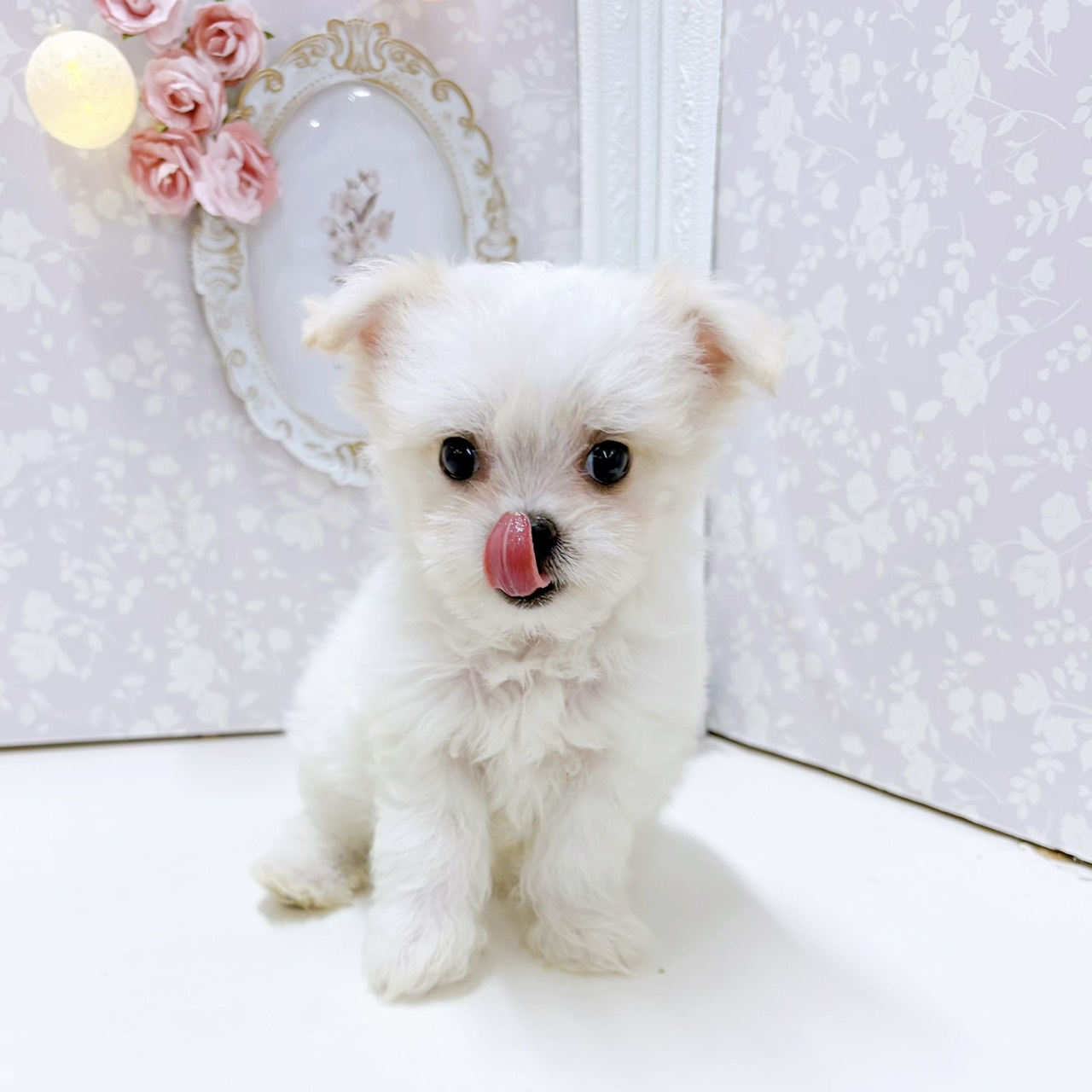 生体画像５