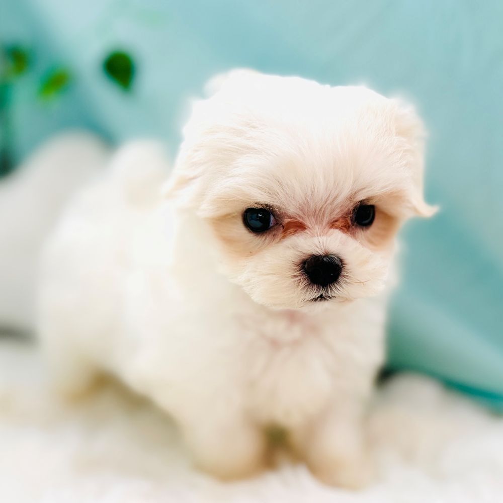 生体画像５