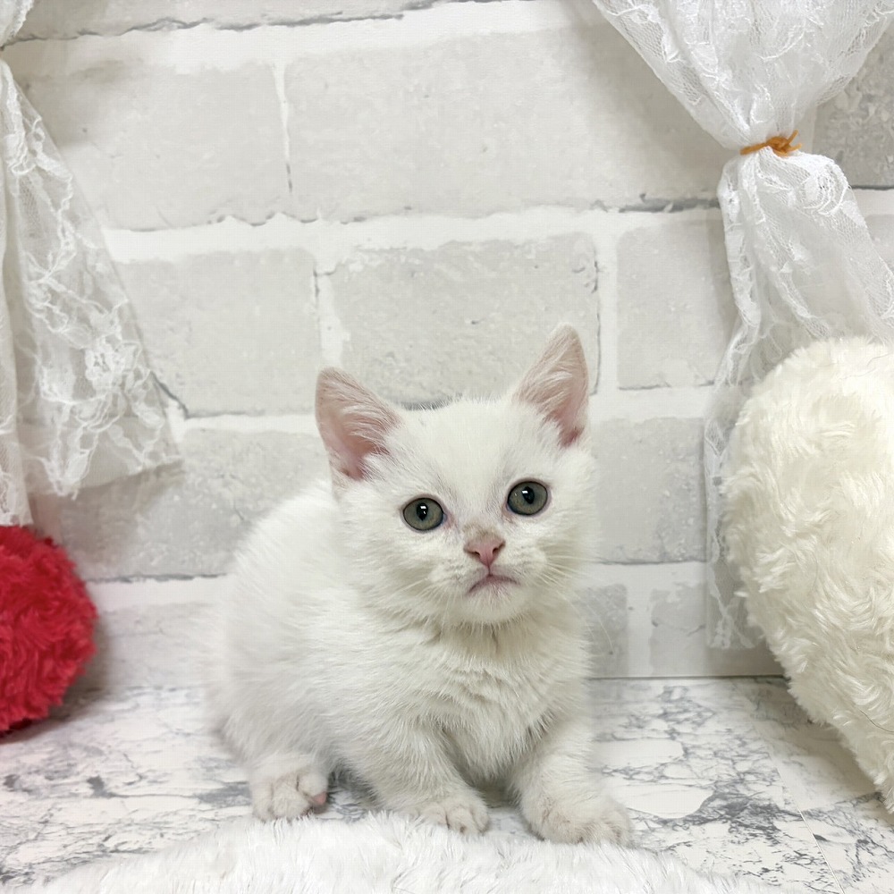 京都府のマンチカン (犬の家＆猫の里京都精華店/2026年6月24日生まれ/男の子/ホワイト)の子猫の1枚目の画像