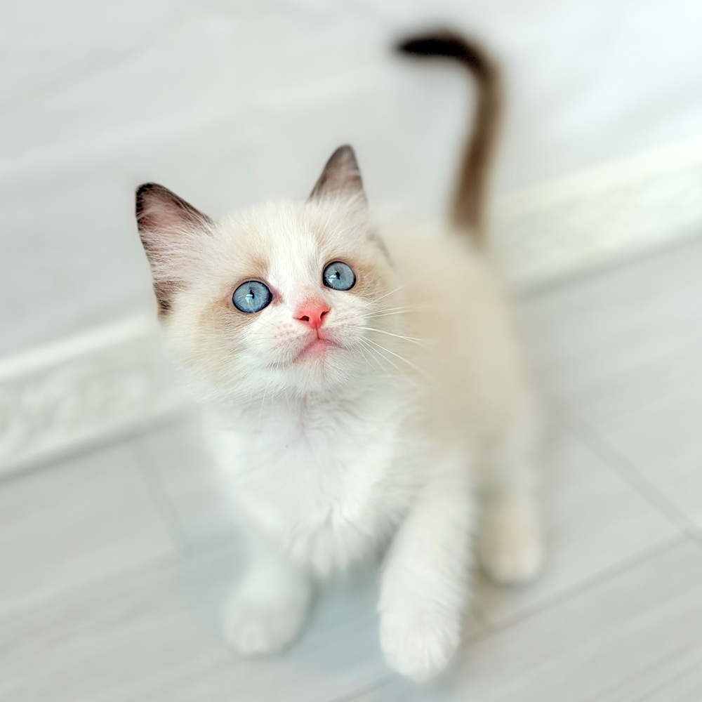 生体画像５