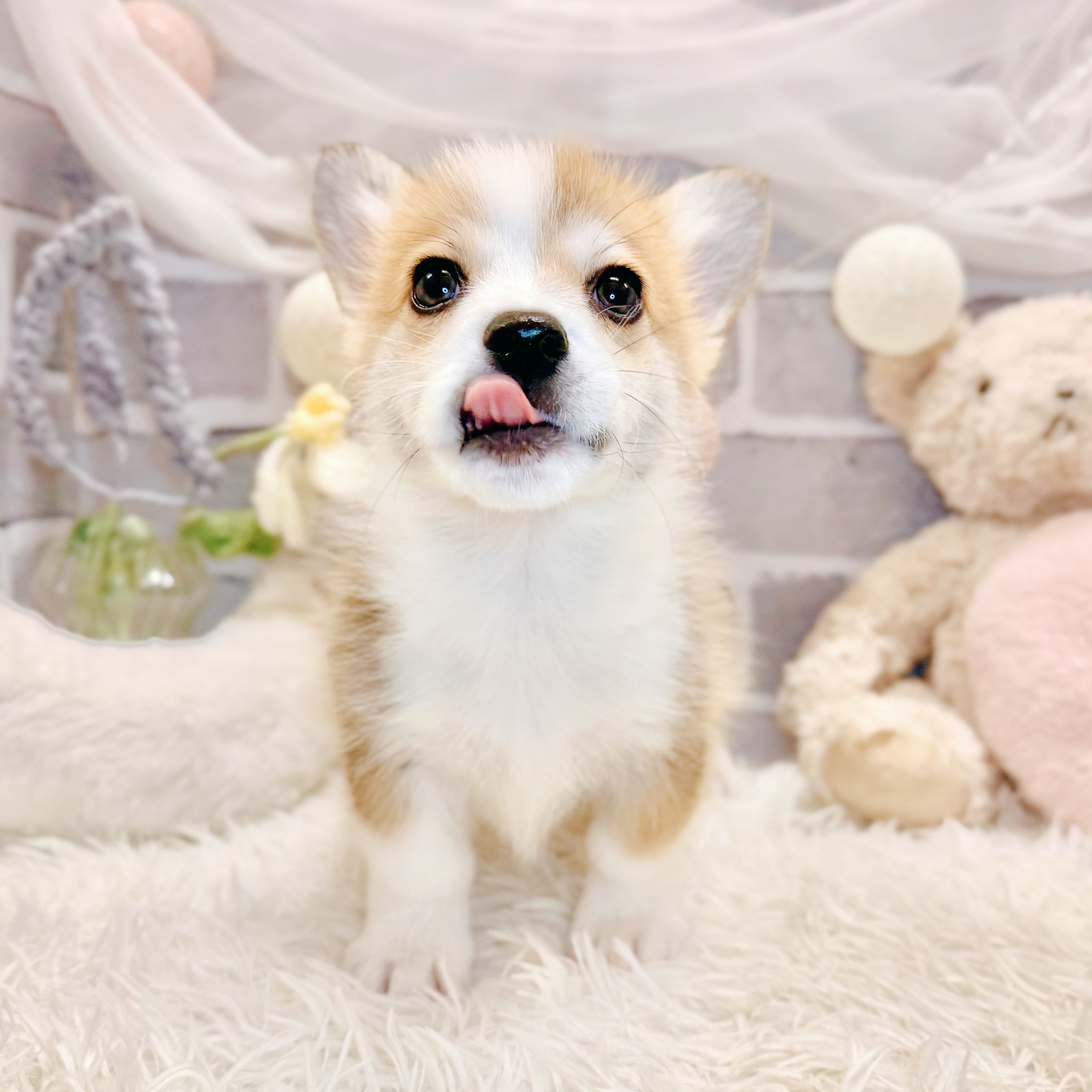 生体画像5