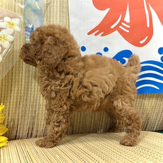 生体画像５