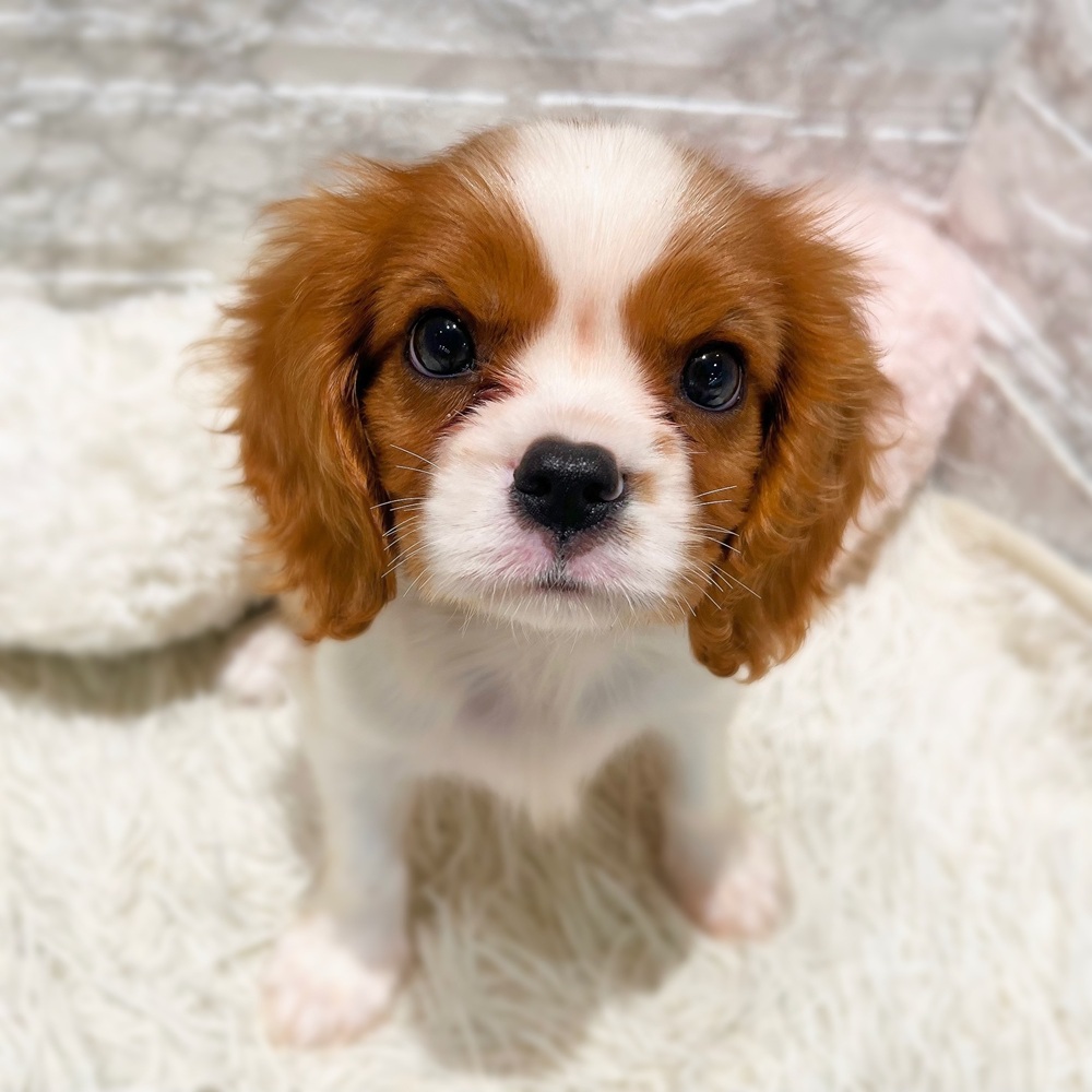 愛知県のキャバリアキングチャールズスパニエル (犬の家＆猫の里MiO香久山店/2026年8月16日生まれ/女の子/ブレンハイム)の子犬の1枚目の画像