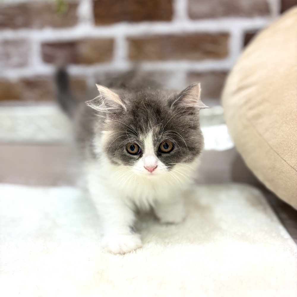三重県のミヌエットの子猫|ペットミー