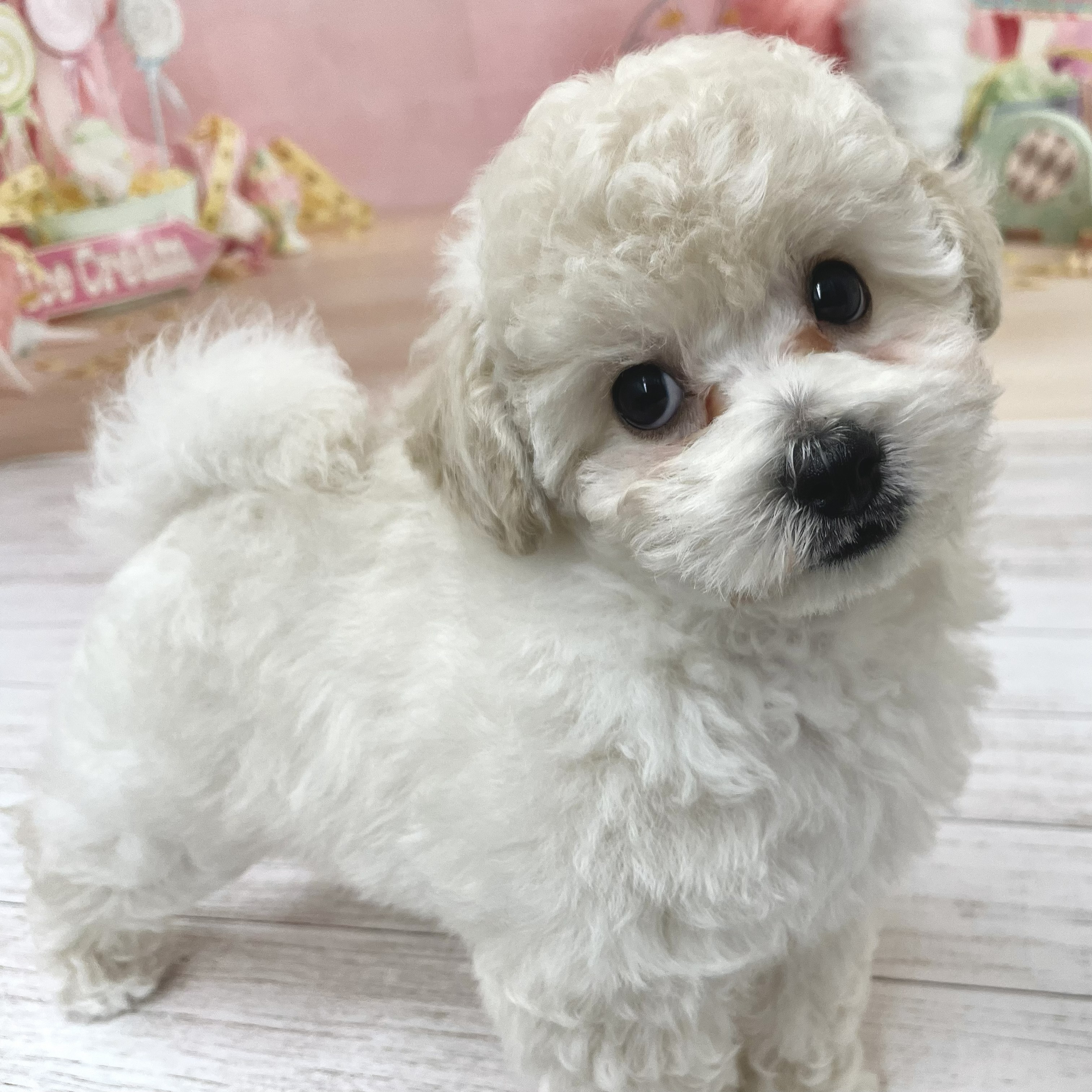 生体画像５
