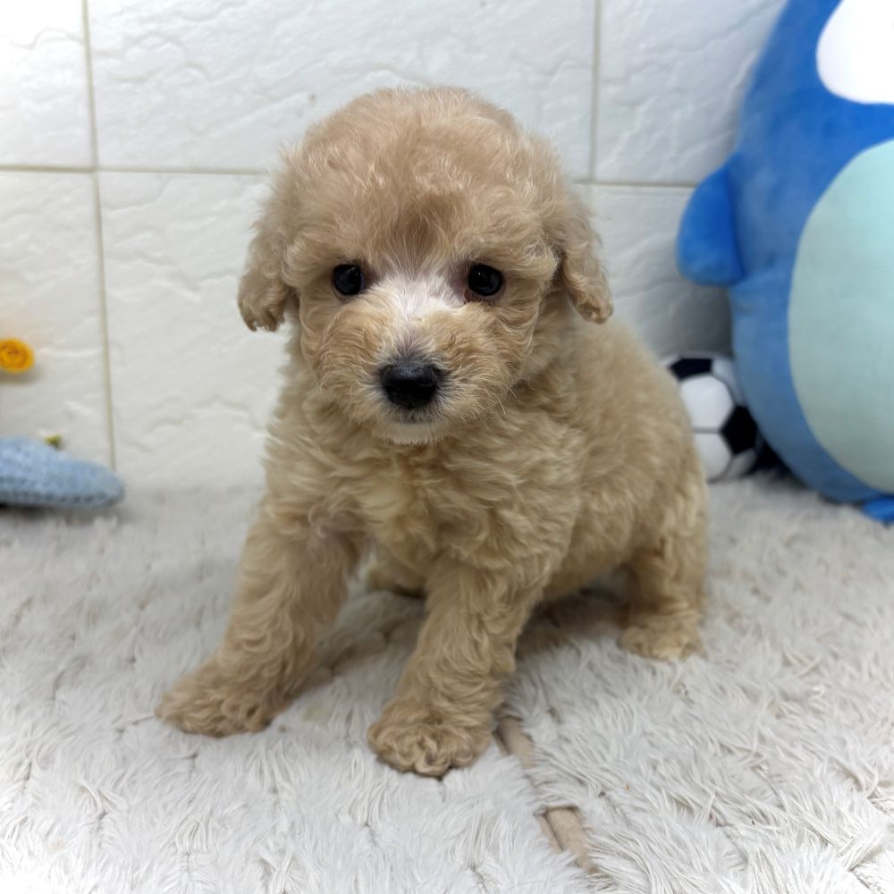 兵庫県のビションプー(ビションフリーゼ×プードル) (犬の家＆猫の里ゆめタウン姫路店/2026年7月11日生まれ/女の子/アプリコット)の子犬の1枚目の画像