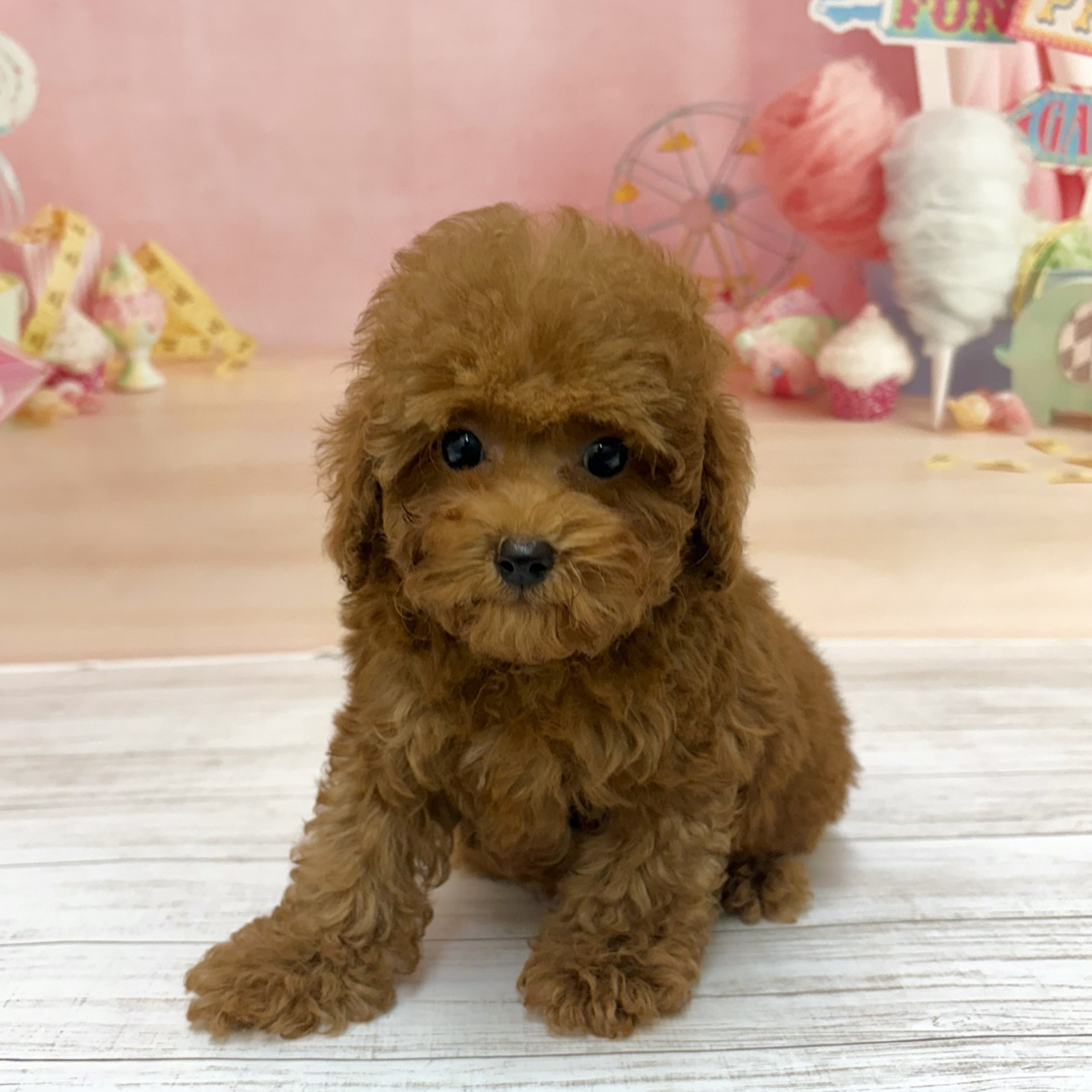 兵庫県のトイプードル(トイ) (犬の家＆猫の里尼崎店/2026年7月16日生まれ/男の子/レッドフォーン)の子犬の1枚目の画像