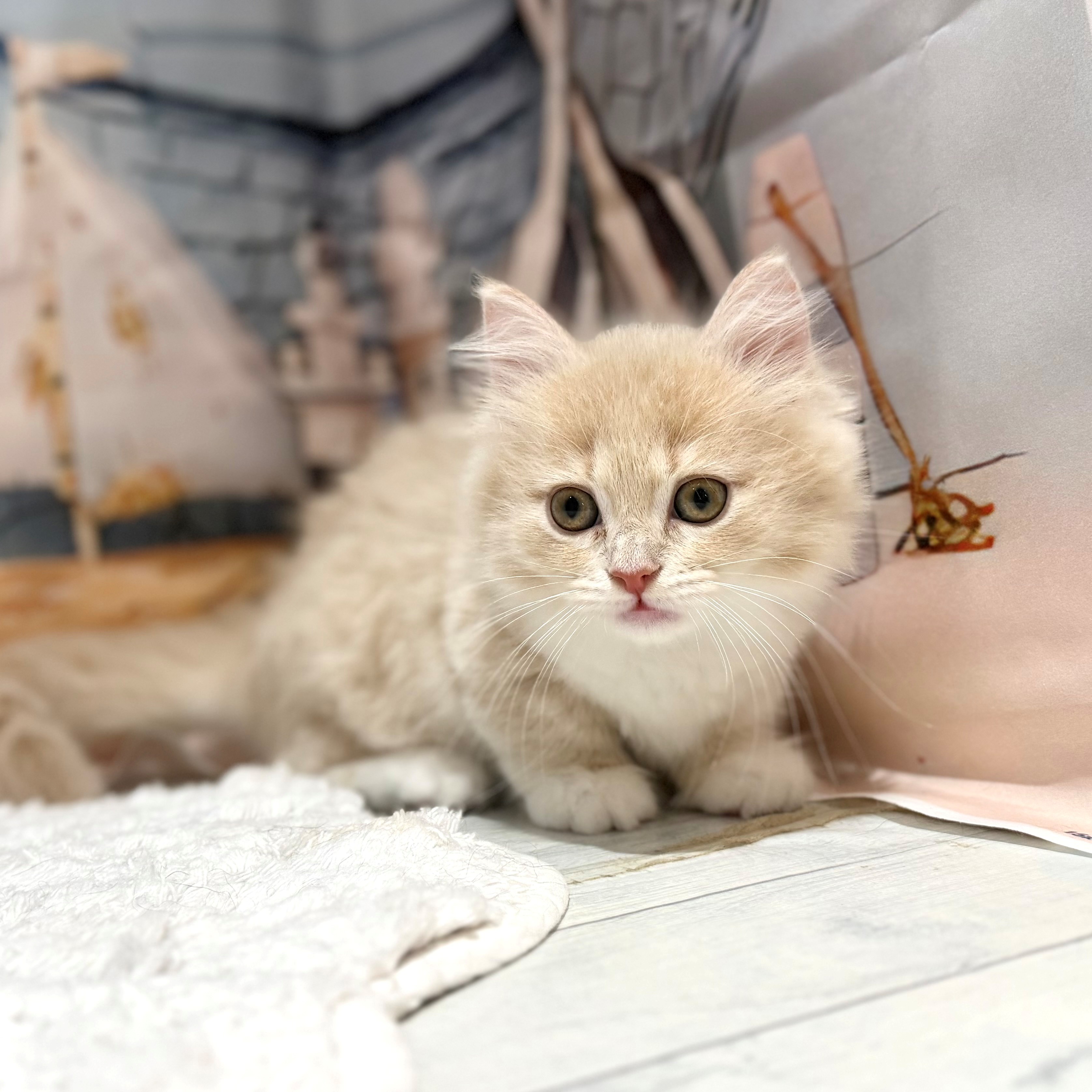 生体画像５
