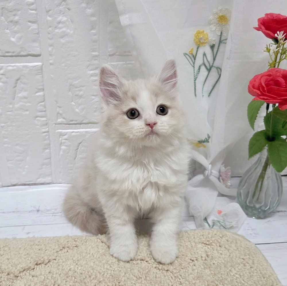 岡山県のスコティッシュストレート (犬の家＆猫の里岡山店/2026年7月16日生まれ/男の子/クリームホワイト)の子猫の1枚目の画像