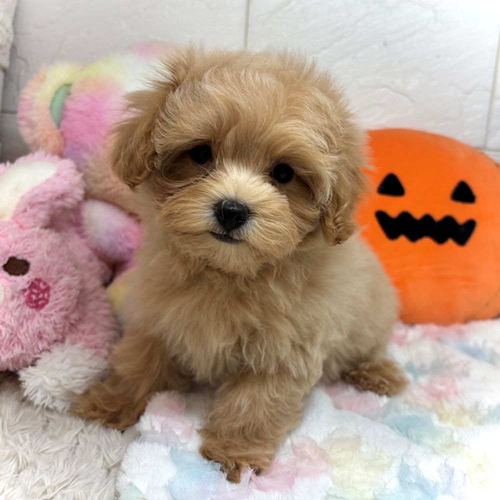 ハーフ犬女の子の写真