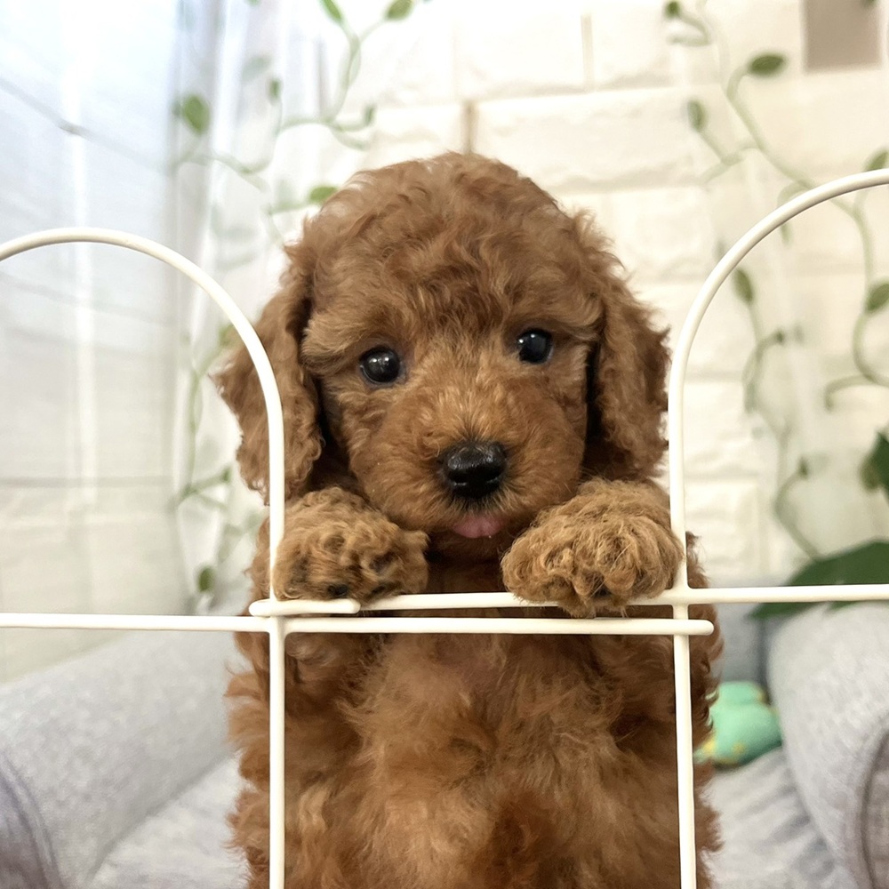 長野県のトイプードル(トイ) (犬の家＆猫の里塩尻店/2026年7月20日生まれ/男の子/レッド)の子犬の1枚目の画像