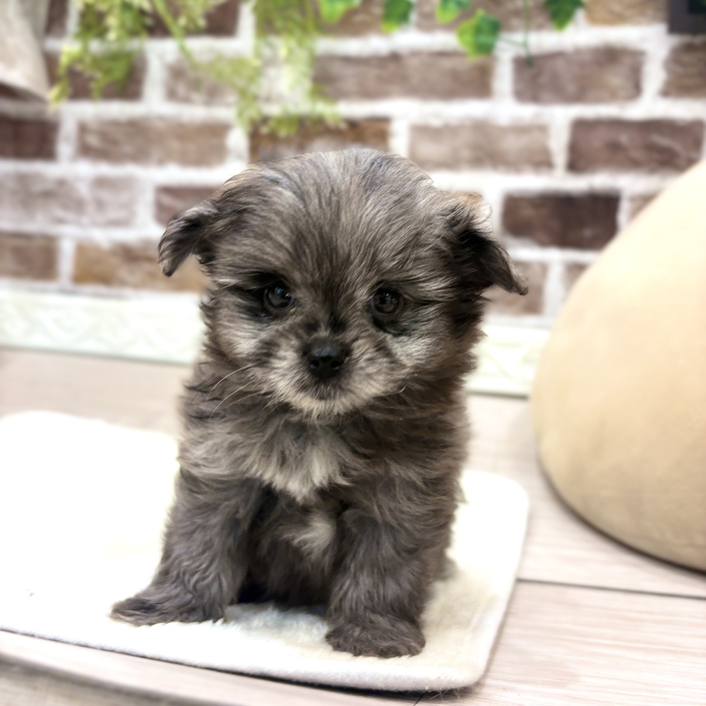 ハーフ犬女の子の写真