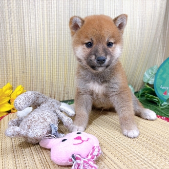 神奈川県の柴犬(標準サイズ) (犬の家＆猫の里小田原店/2026年7月20日生まれ/男の子/赤)の子犬の1枚目の画像