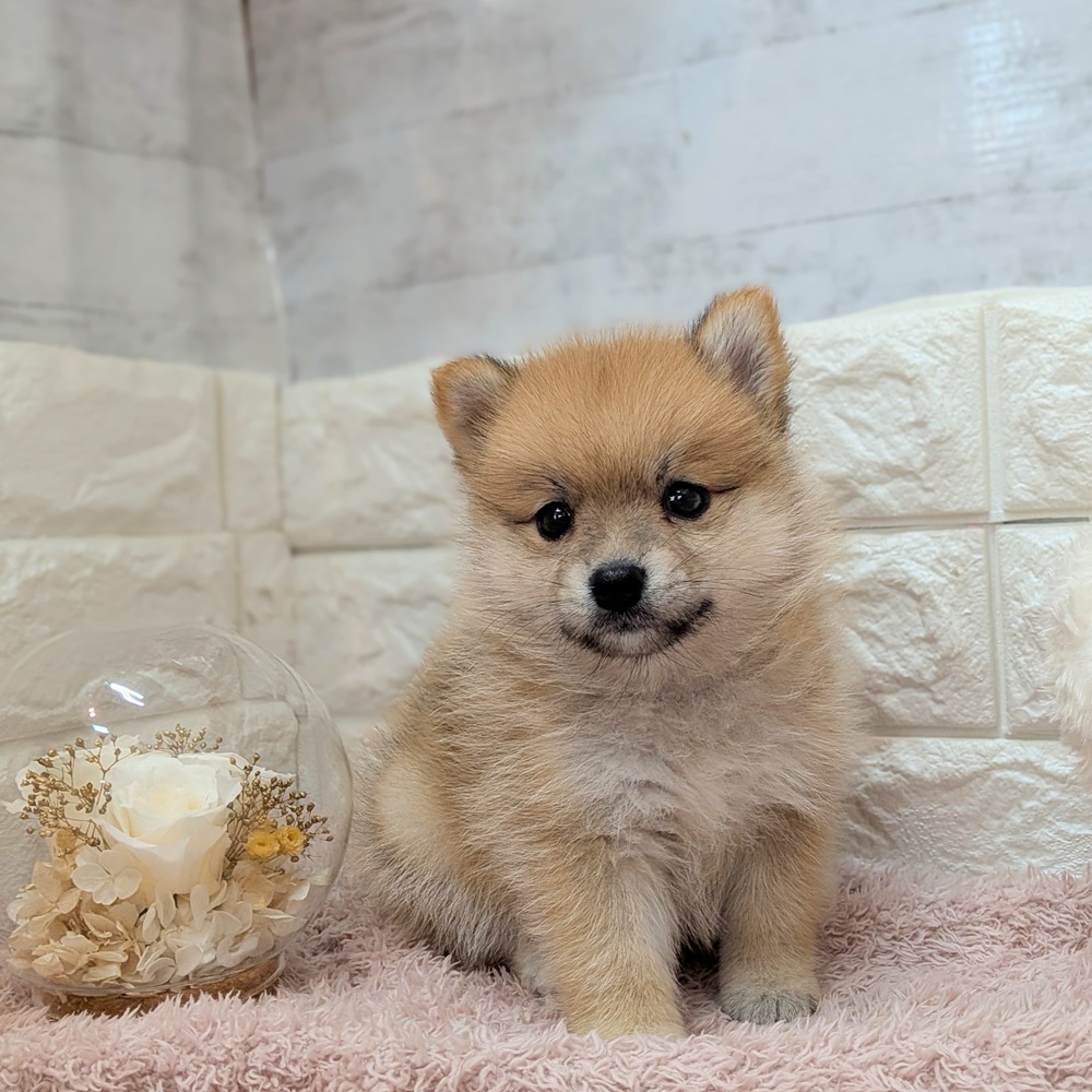 静岡県のポメ柴/豆ポメ/ポメ豆柴(ポメラニアン×柴犬) (犬の家＆猫の里プレ葉ウォーク浜北店/2026年7月20日生まれ/女の子/赤)の子犬の1枚目の画像