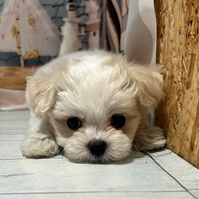 福岡県のハーフ犬・ミックス犬 (犬の家＆猫の里トリアス久山店/2026年7月18日生まれ/男の子/ホワイト)の子犬の1枚目の画像