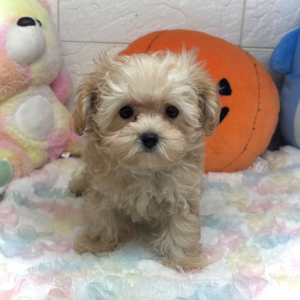 ハーフ犬男の子の写真
