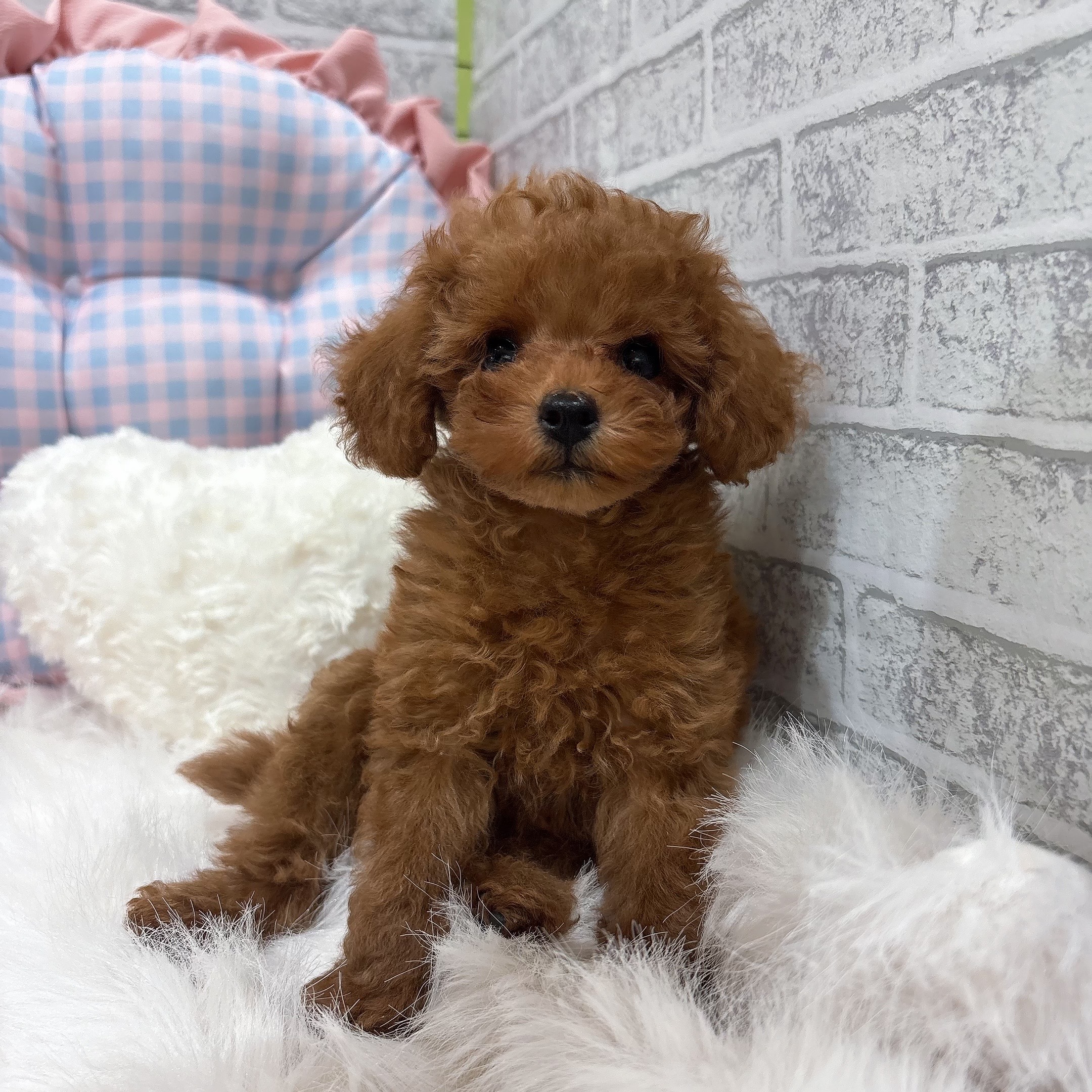 神奈川県のトイプードル(トイ) (犬の家＆猫の里元住吉ブレーメン通り店/2026年7月25日生まれ/女の子/レッドフォーン)の子犬の1枚目の画像