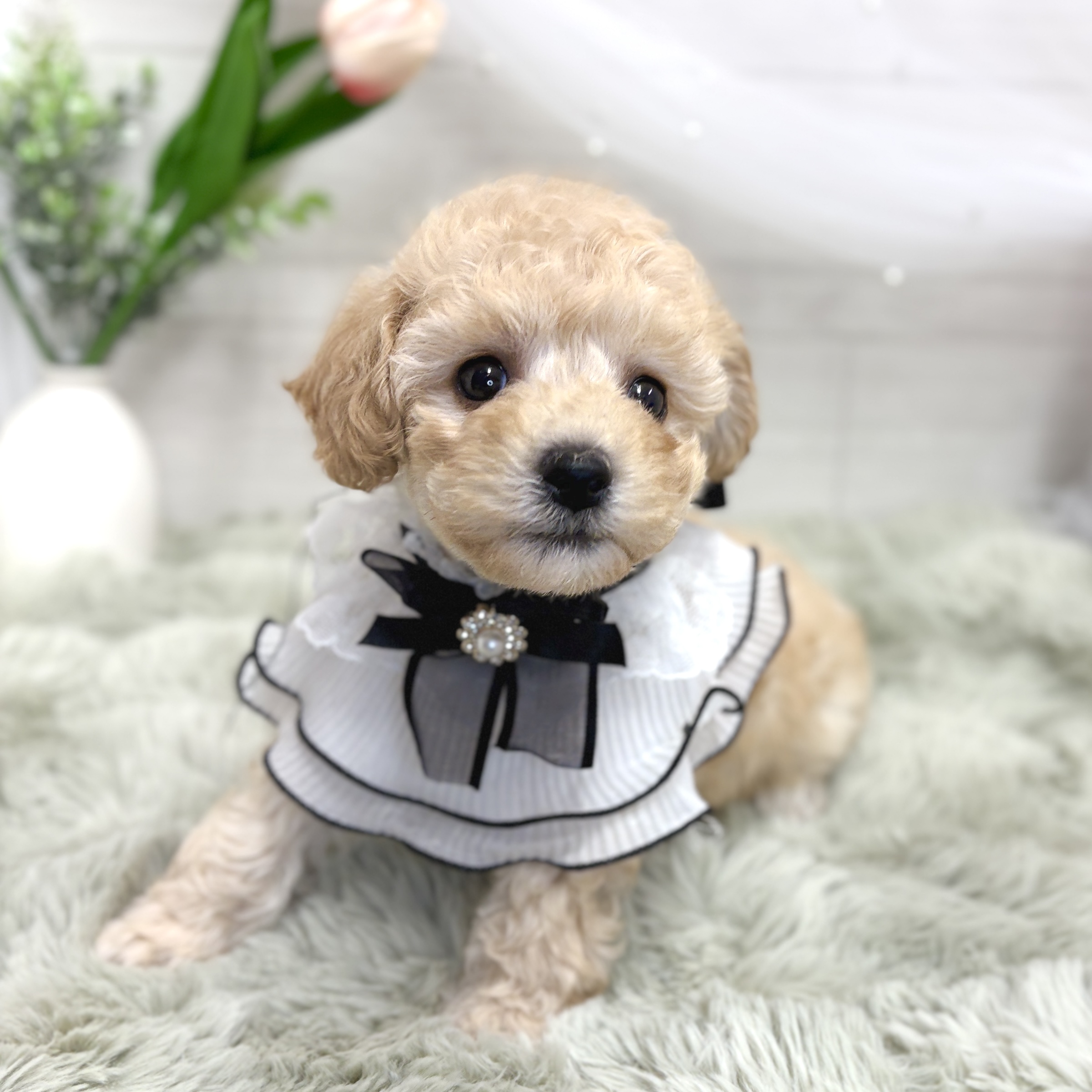 生体画像５