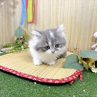 生体画像５