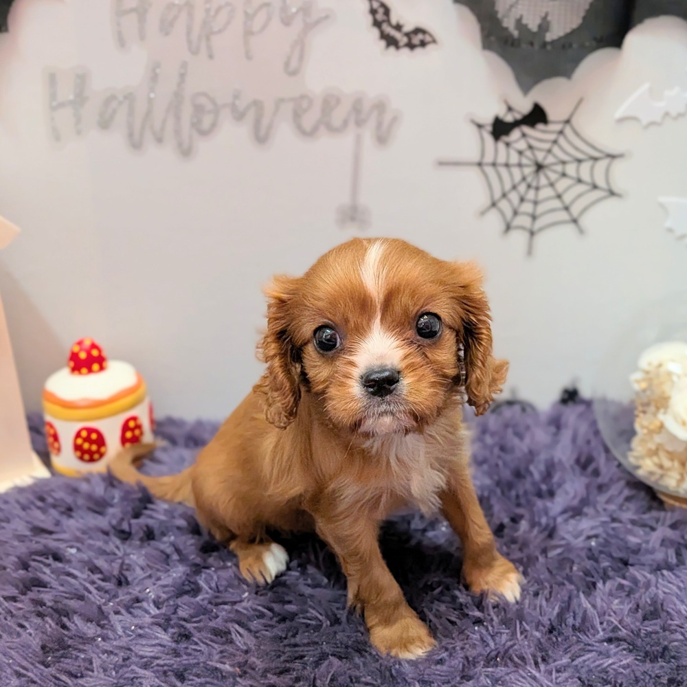 まんじゅう　キャバリアルビー　ハンドメイド　犬 静岡県のキャバリア ルビー＆ホワイト 女の子のご紹介(211346