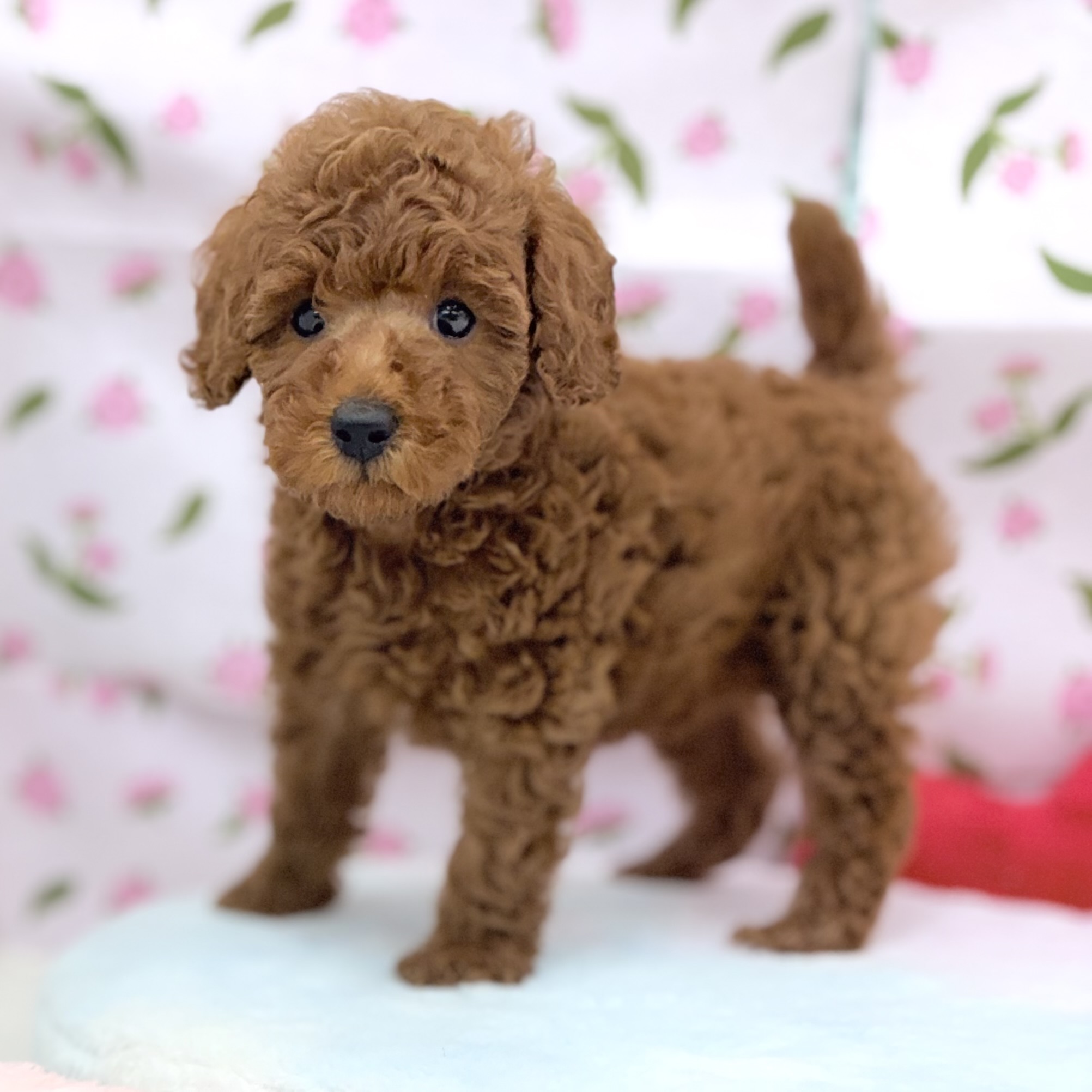 愛知県のトイプードル(トイ) (犬の家＆猫の里エアポートウォーク店/2026年7月27日生まれ/女の子/レッド)の子犬の1枚目の画像