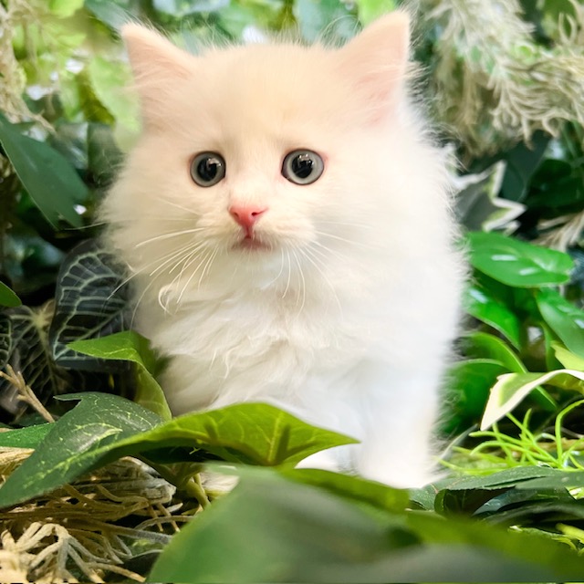 東京都のマンチカン (犬の家＆猫の里新宿店/2026年7月28日生まれ/男の子/ホワイト)の子猫の1枚目の画像
