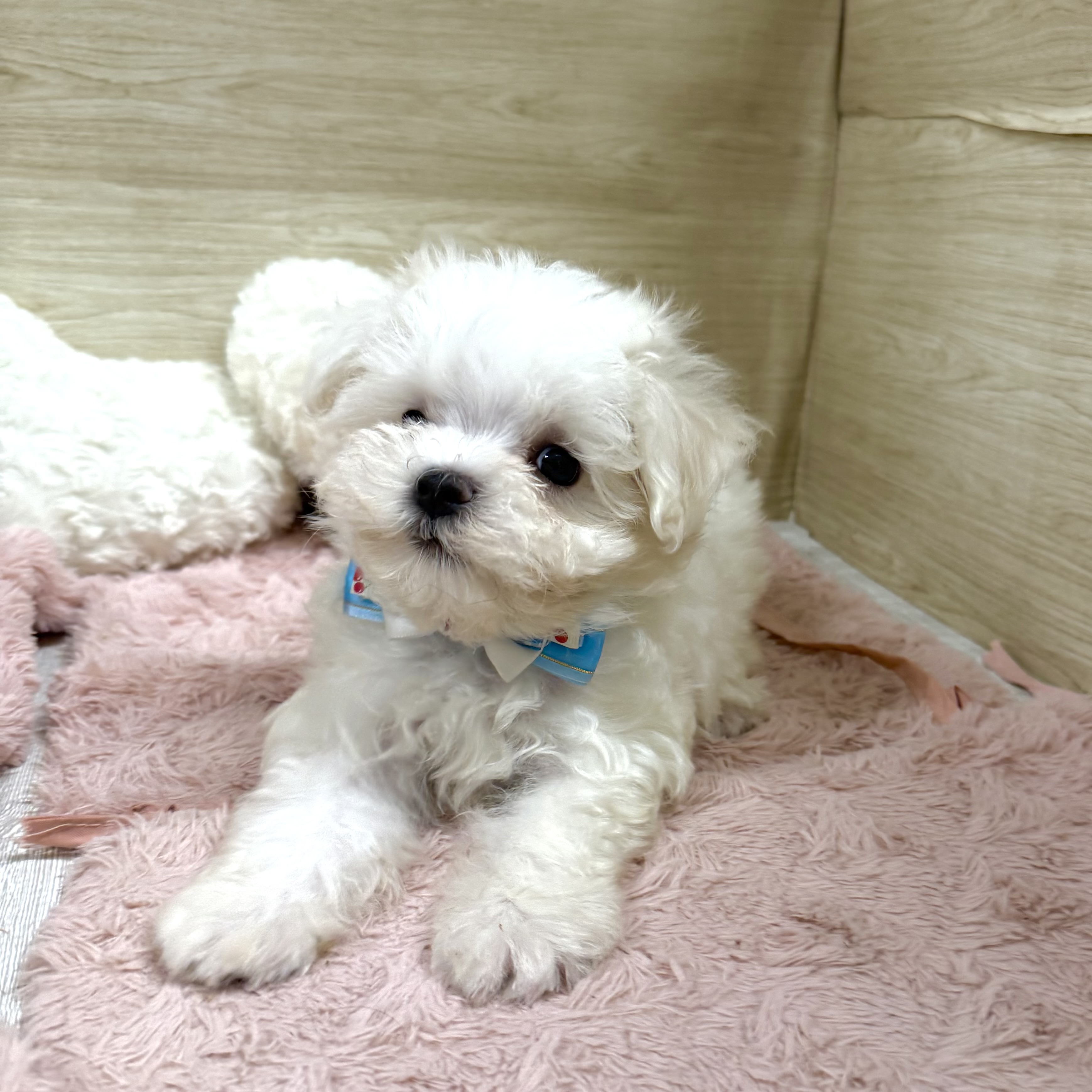 大阪府のマルチーズ (犬の家＆猫の里そよら東岸和田店/2026年7月25日生まれ/男の子/ホワイト)の子犬の1枚目の画像