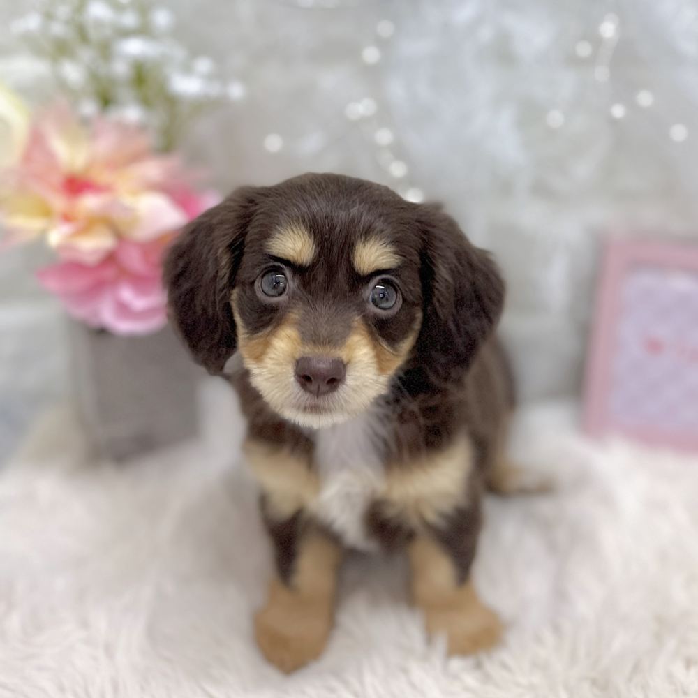 福井県のチワックス(チワワ×ダックス) (犬の家＆猫の里アミーゴ福井大和田店/2026年8月1日生まれ/女の子/チョコレート、イエロー＆ホワイト)の子犬の1枚目の画像